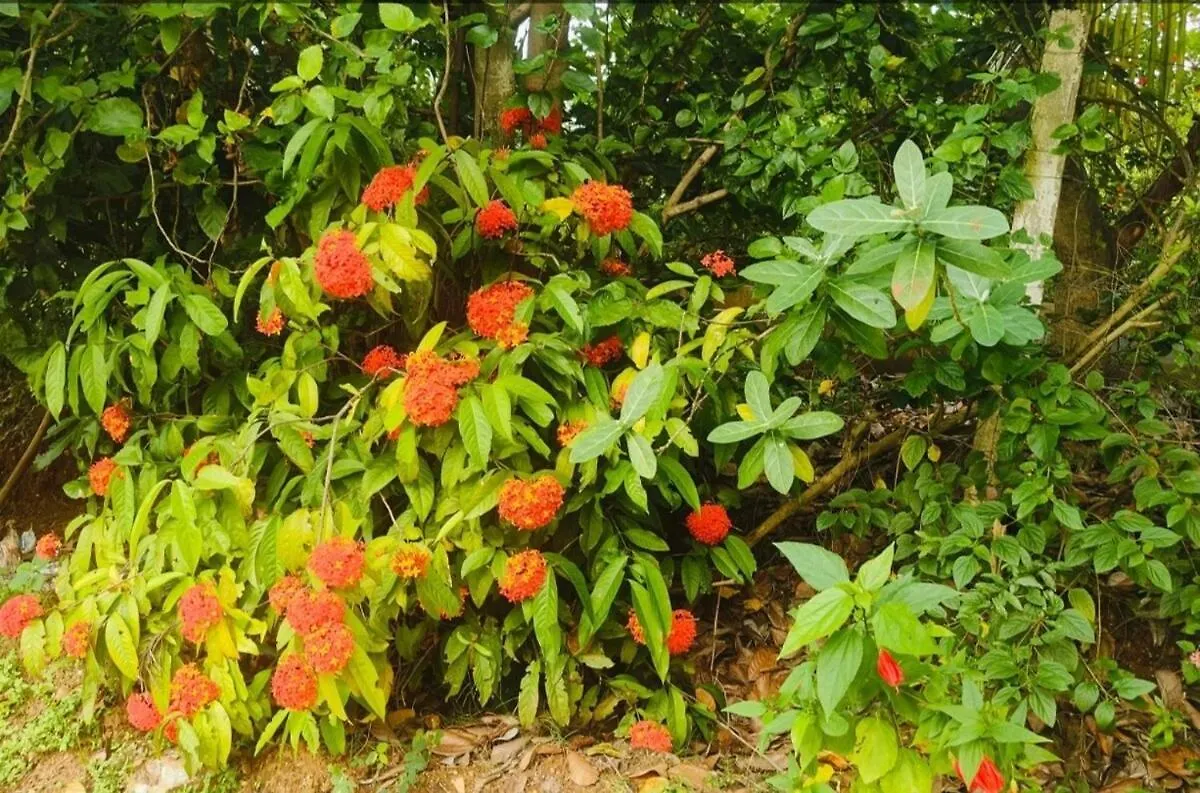 Dwaraka Nature Home Stay Mysore 0*,